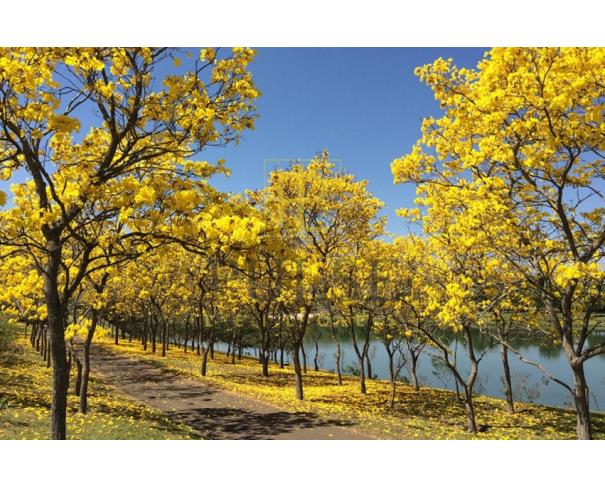 Foto de Bragança Paulista (SP) Lote de 3.246,65 m2 no Condomínio Quinta da Baronesa II